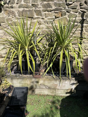 Yucca plant spanish - plant, dagger