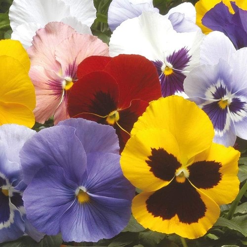 Vibrant garden ready pansy - vibrant, garden-ready