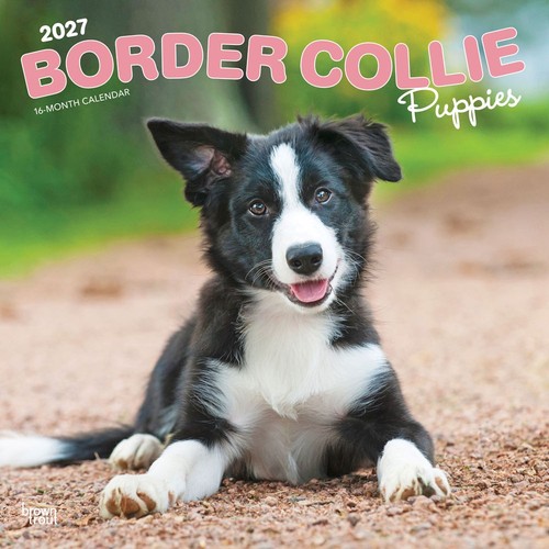 Border collie puppies - border,