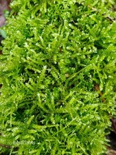 Sphagnum Moss Fresh 1 litre -