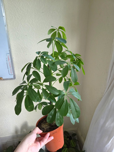 Schefflera umbrella plant - umbrella,