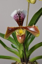 Paphiopedilum Hybrid Orchid
