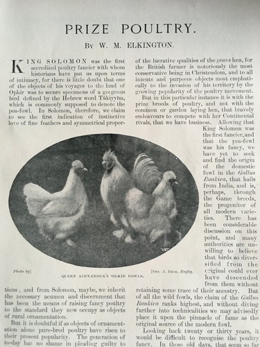Silkie fowl poultry - silkie,