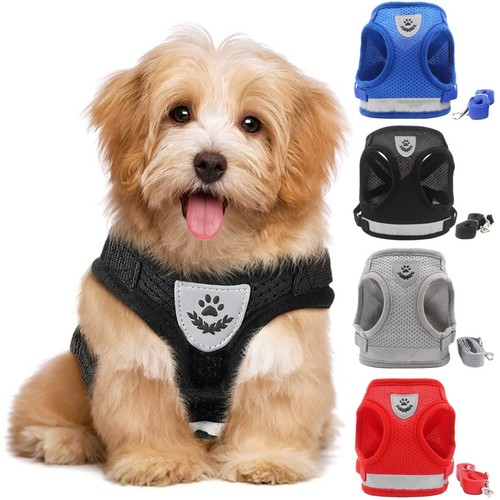 Small pet cat dog puppy - small,