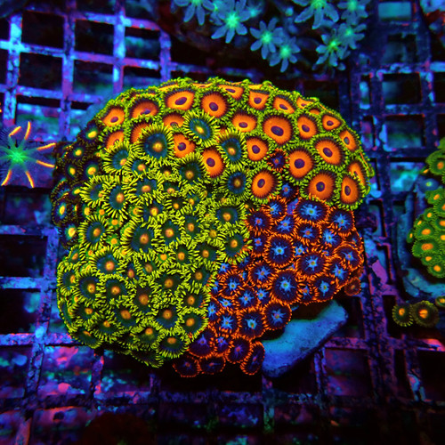 Wysiwyg zoas mix colony - zoas,