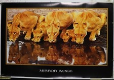 mirror image African Lioness