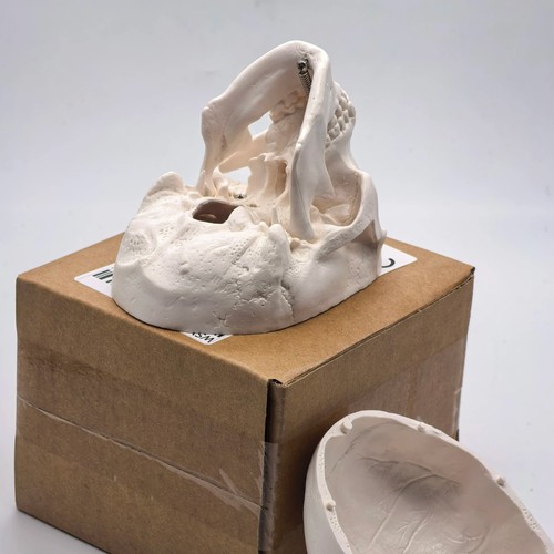Human skull replica resin - human,