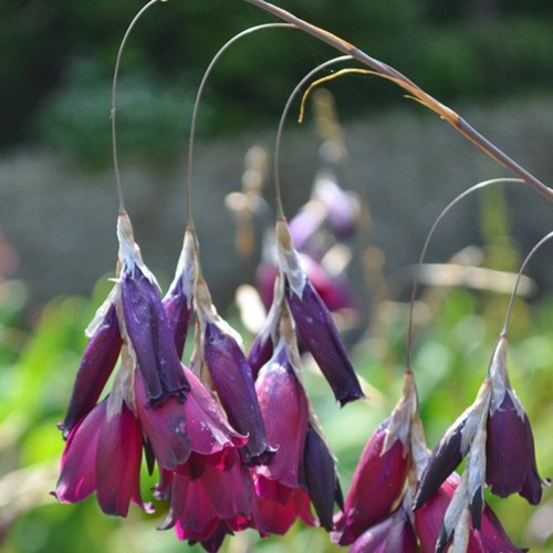 Dierama blackbird 3 - blackbird, a