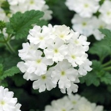 Verbena Trailing Showboat