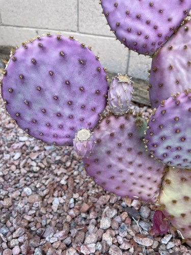 Purple prickly pear - purple, fresh