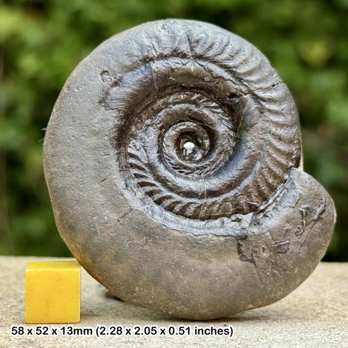 Hildoceras bifrons fossil - bifrons,