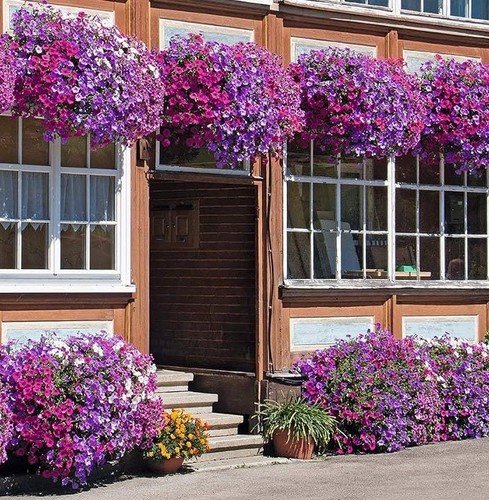 250 trailing hanging basket - x,