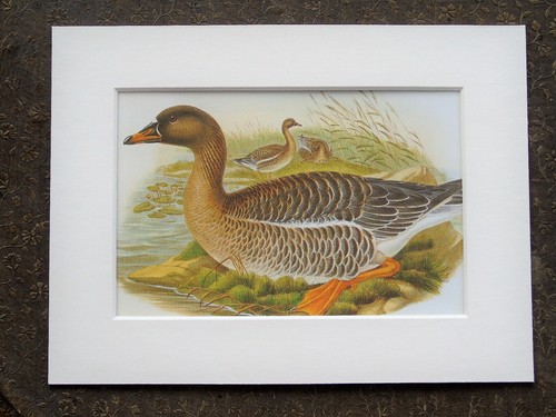 John gould 1970s vintage - gould,