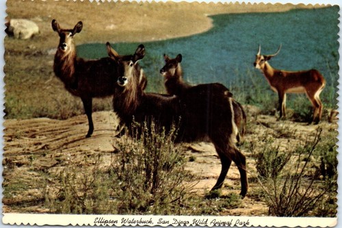 Postcard ellipsen waterbuck - -,