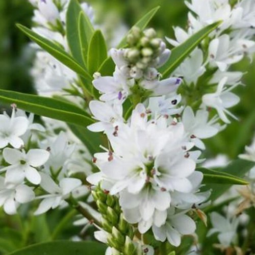 Hebe shrub charming white - hebe,