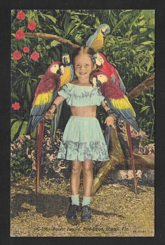 1939 parrot jungle - jungle, red