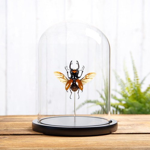 Stag beetle with - with, spread
