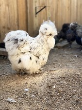 6 Bearded/Crested Show Quality