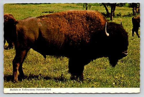 Yellowstone national park - national,