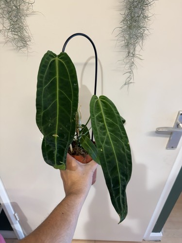 Anthurium warocqueanum queen - warocqueanum, 'queen