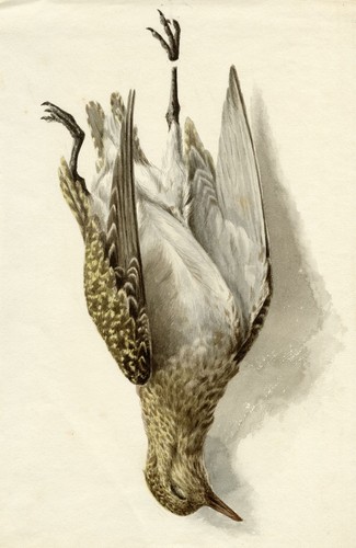 Hanging game bird watercolour - game,