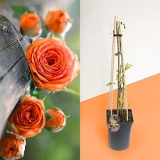 Established Fragrant Outdoor