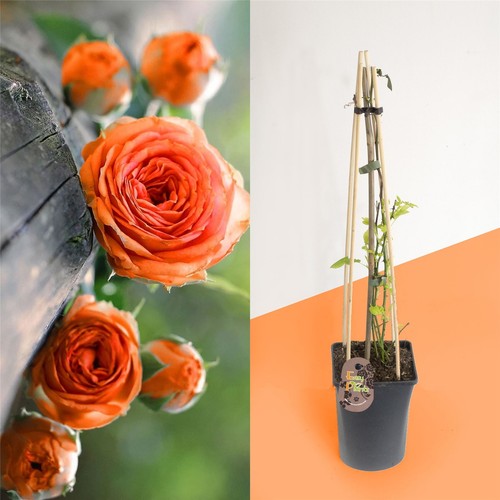 Established fragrant outdoor - established,