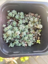 Sedum dasyphyllum lilac