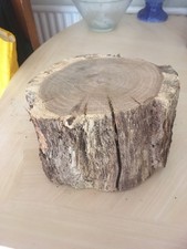 Oak wood tree log section slab cookie trunk - carving woodworking x 1