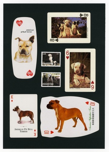 American pit bull terrier - american,