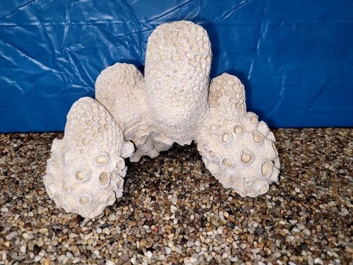 Classic white coral reef - classic,