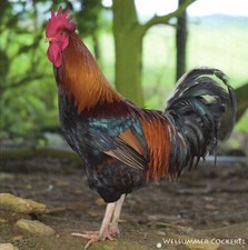 Down On The Farm Cockerel