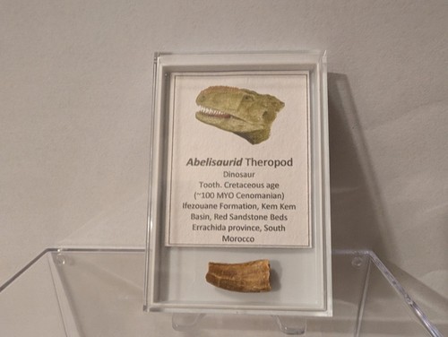 Abelisaurid theropod dinosaur - abelisaurid,