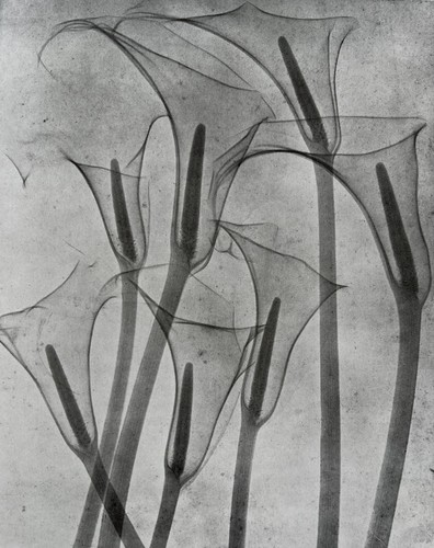 Ray arum lilies 1931 by - lilies,