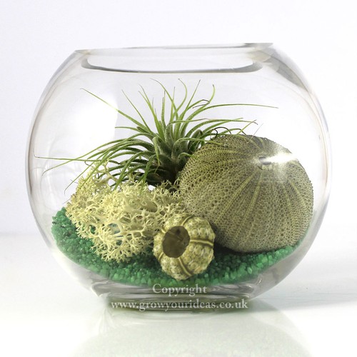 Air plant kit - plant, glass