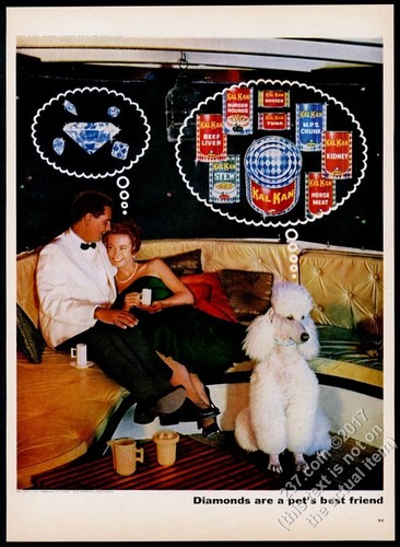 1963 white standard - standard, poodle