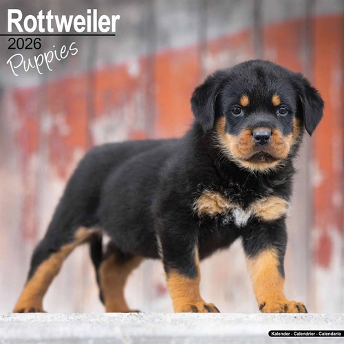 Rottweiler puppies calendar - rottweiler,