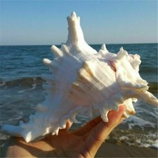Natural Large Queen Nautical Shell Conch Home Ornament Gift  Murex Fish Tank