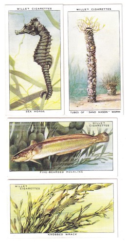 Four 1938 sea life - sea,