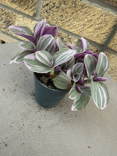 Tradescantia nanouk variegated - tradescantia,