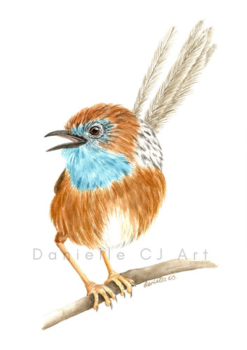 Original emu wren - original,