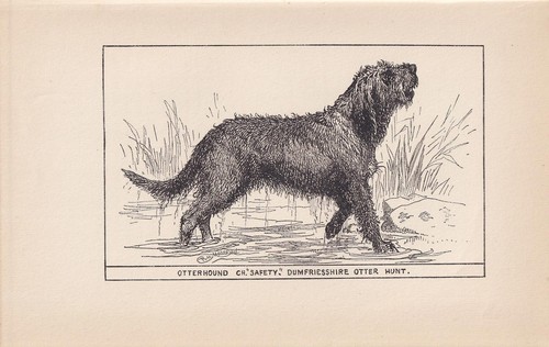 1900 otterhound dog print - otterhound,