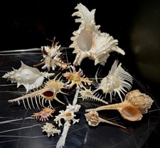 Murex seashell collection Muricidae some rare shells palmarose homolcantha SALE