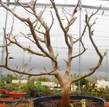 Rare plant cacti - rare,