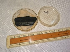 Rare Imperial 70 Black/Red Record Rock Specimen in Petri Dish