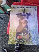 Miniature Pinscher A3 2026