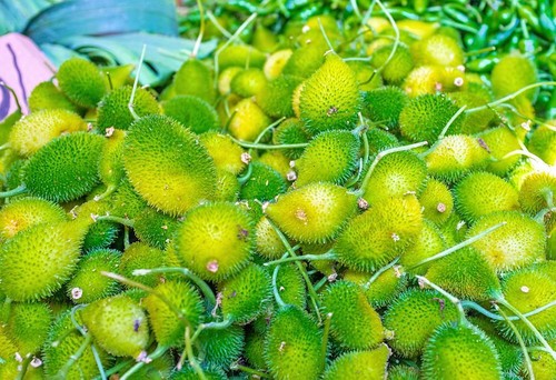 Cucumis anguria seeds - cucumis, 10