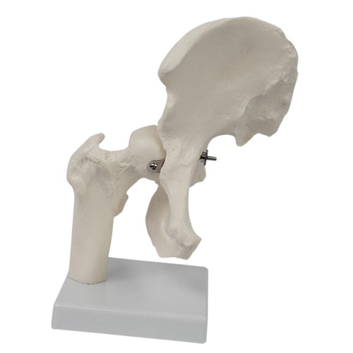 Hip joint model - model, teaching
