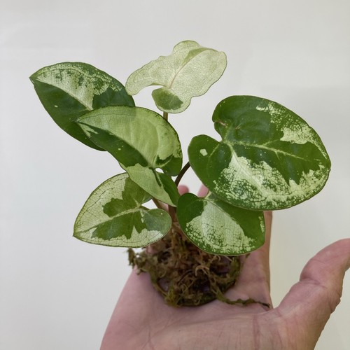 Syngonium panda galaxy - syngonium,
