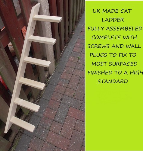 Step cat ladder - cat,